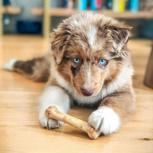 BestBy07/27 Nylabone Healthy Edibles Puppy Chews X - Small 3 Count Roast Beef - Dog Chews & Treats - Deal US