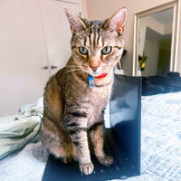 NaviTagi Cat Breakaway Reflective Soft Collar XS Red