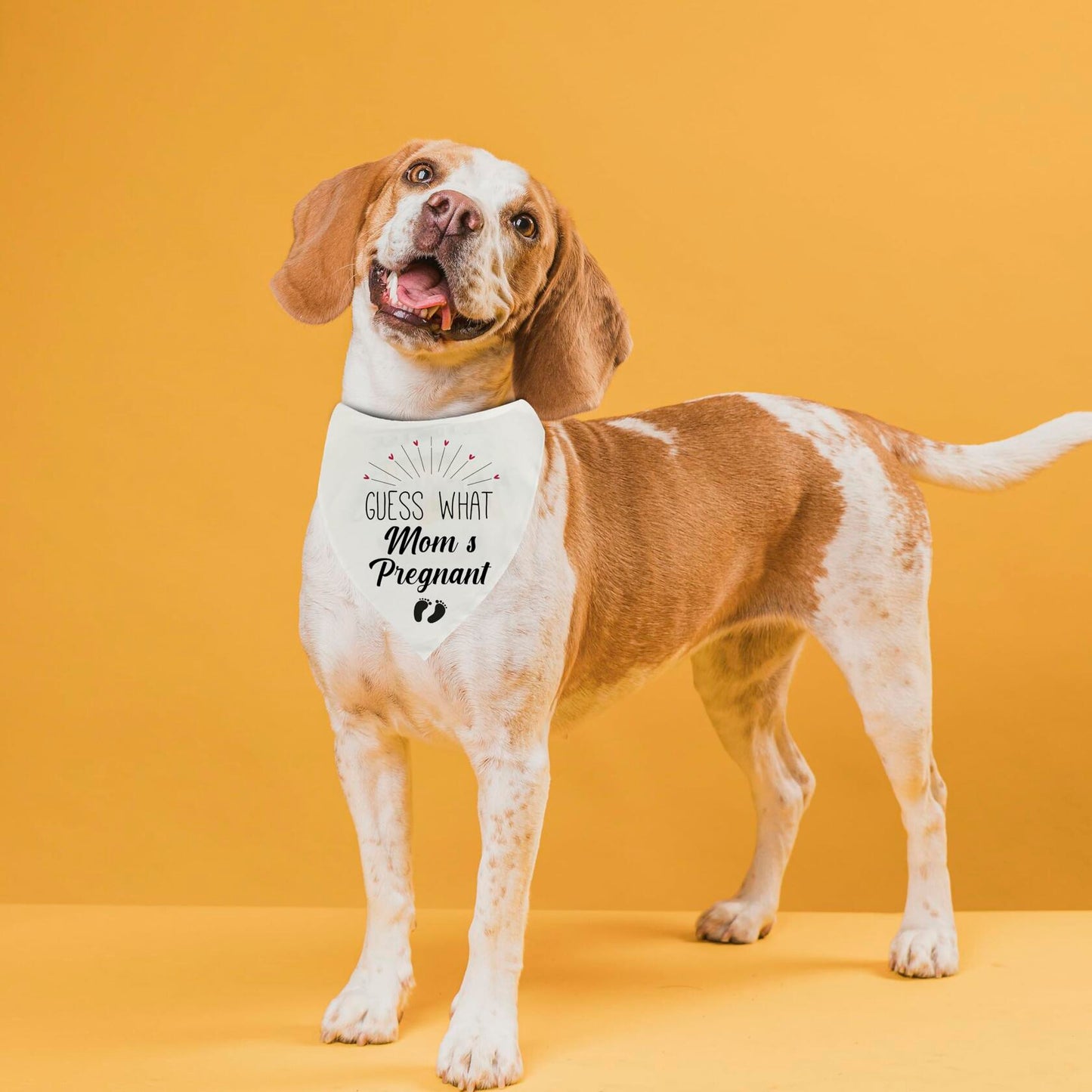 Guess Pregnancy Announcement Dog Bandana Christmas Pet Accessory