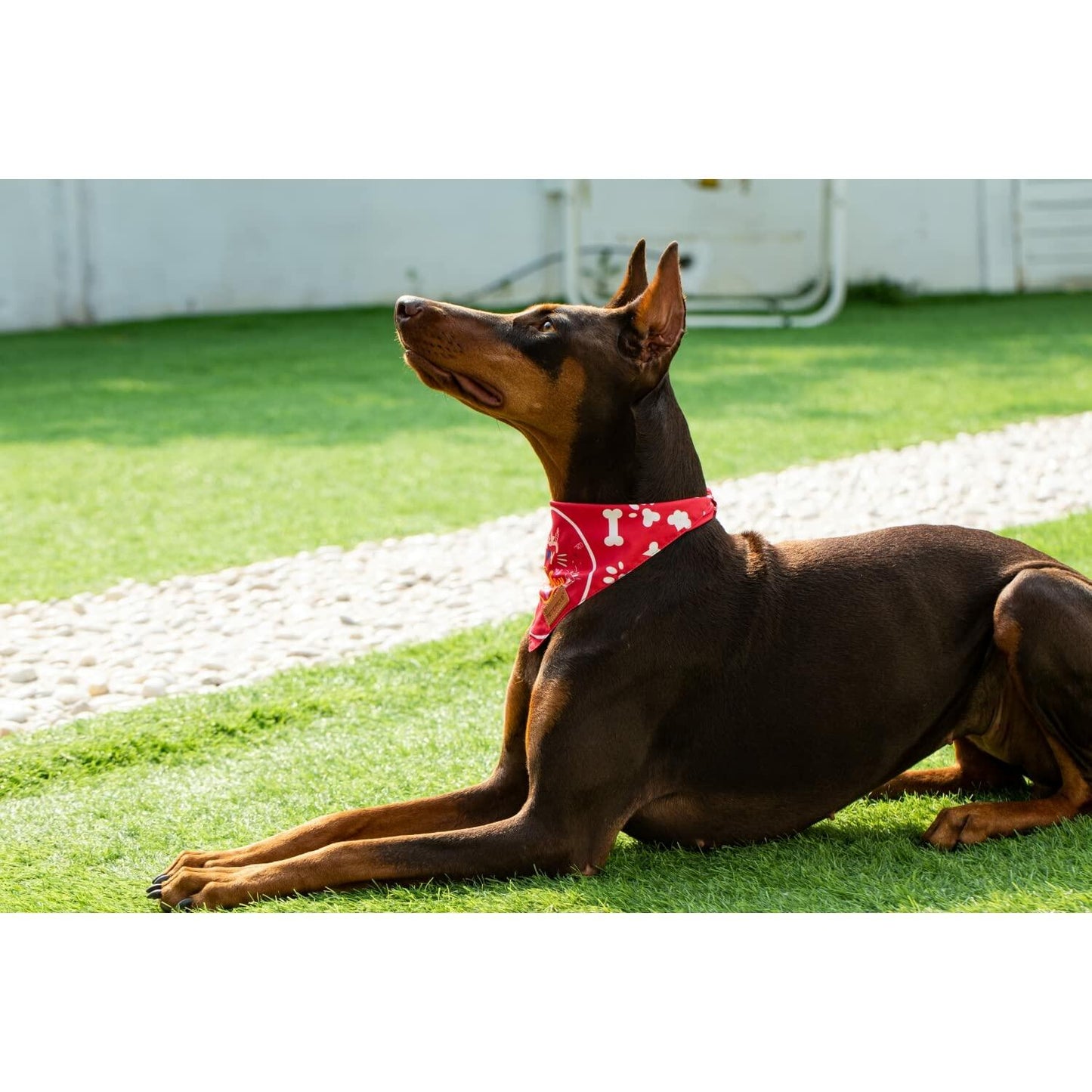 Big Brother Bandana Dog Birthday Double Layer Fabric Blue X-Large Size XL