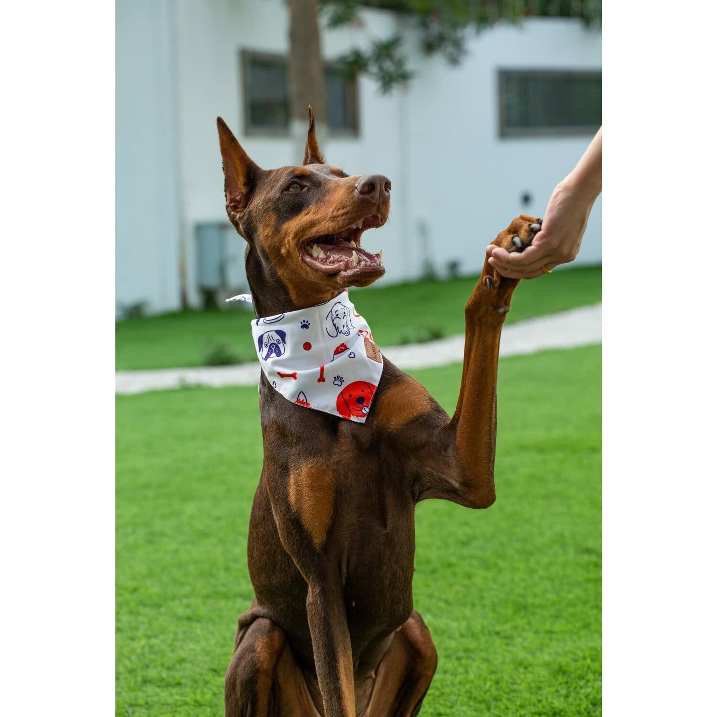 2 Pack Dog Bandanas – White Cute Birthday Pet Scarf for Dogs & Cats, XL