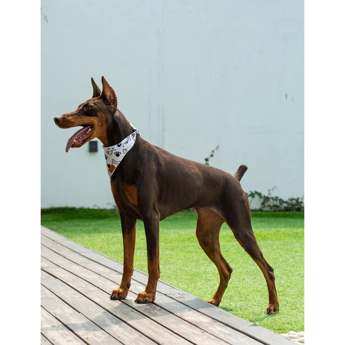 2 Pack Dog Bandanas – White Cute Birthday Pet Scarf for Dogs & Cats, XL