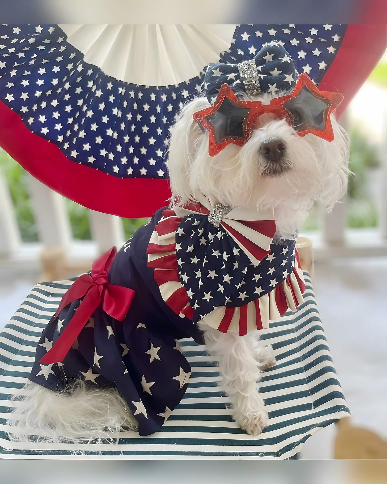 Fitwarm 100% Cotton Holiday Make A Wish Dog Dress Black Size XXS