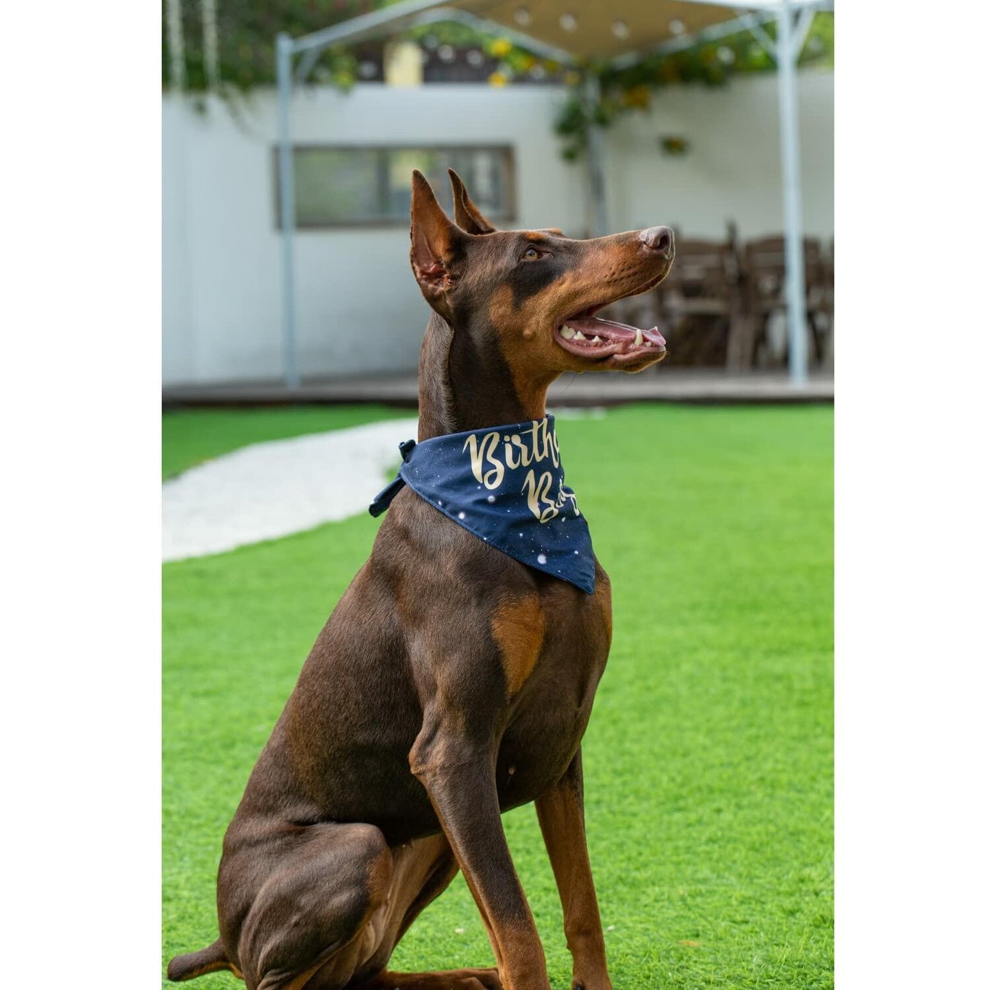 Dog Birthday Party Hats Bandana Double Layer Fabric Large Blue Size L