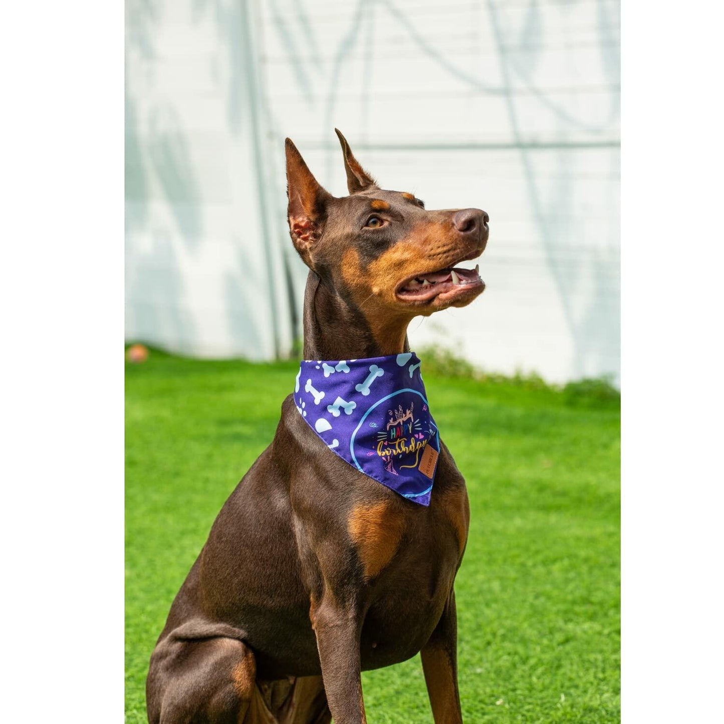 Dog Birthday Party Hats Bandana Double Layer Fabric Large Blue Size L