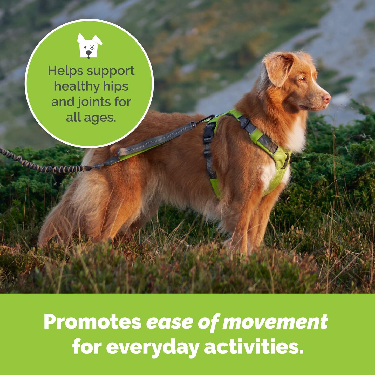 Joint Health-Beef Hip & Joint Care Support Nutritional Powder