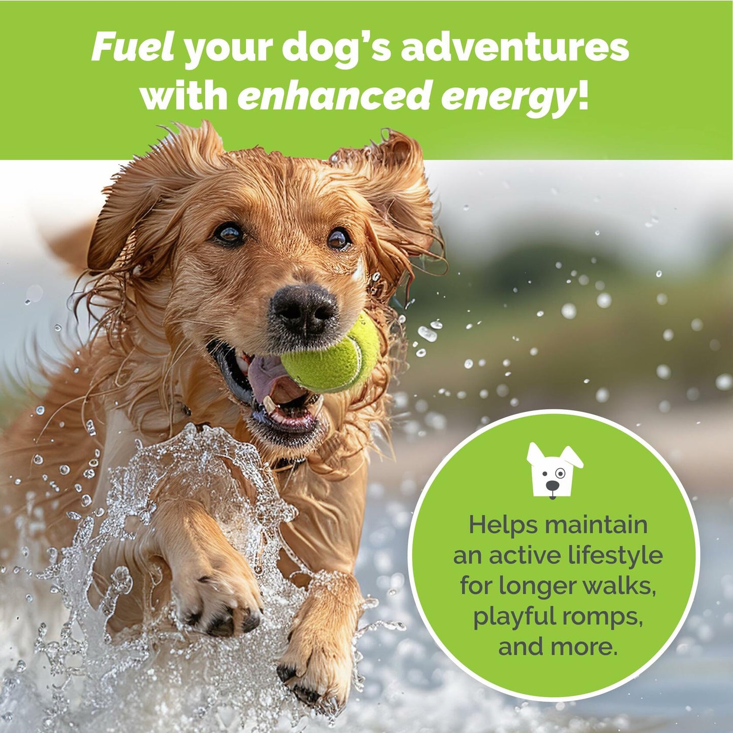 Joint Health-Beef Joint Glucosamine & Chondroitin Powder