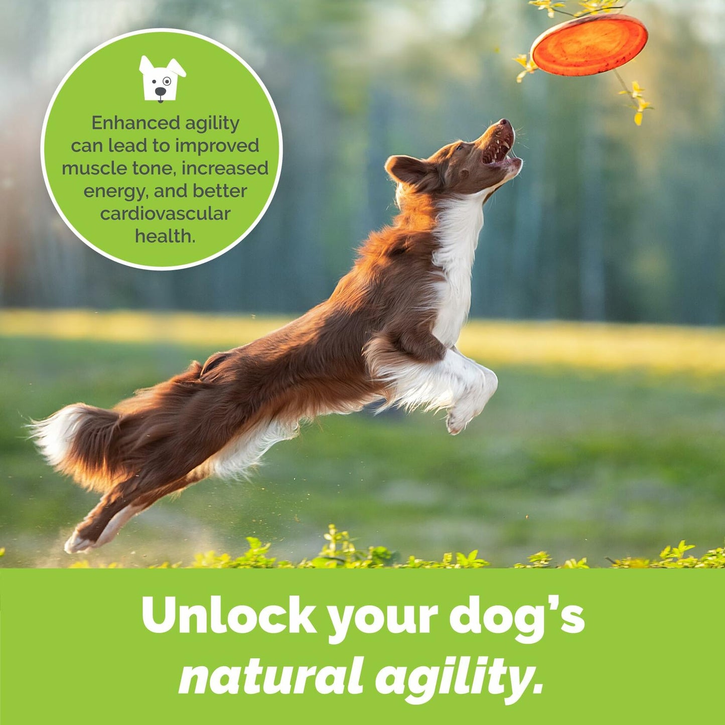 Joint Health-Beef Joint Glucosamine & Chondroitin Powder