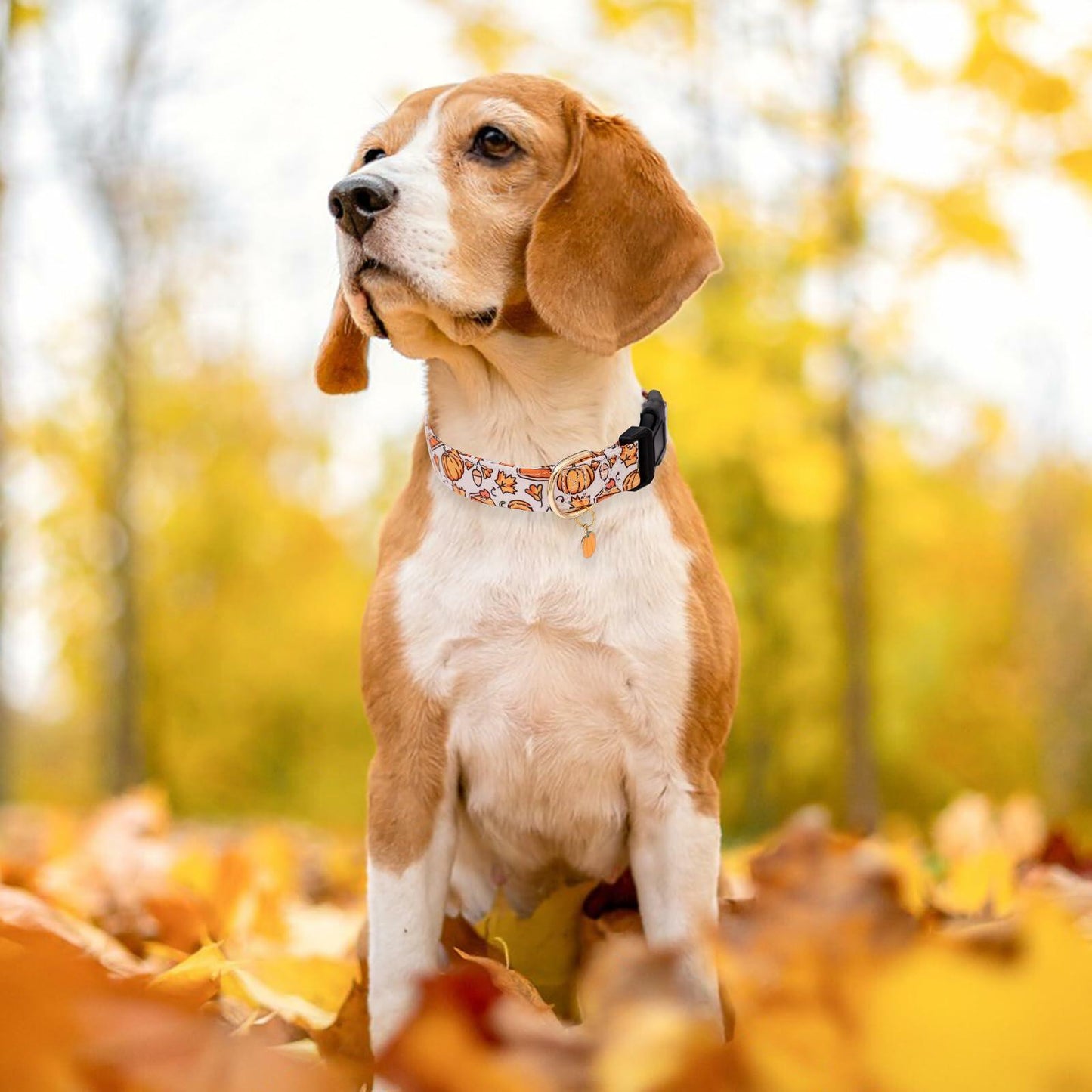 Deal US Small Pumpkin Leaf Dog Collar for Fall Autumn Days