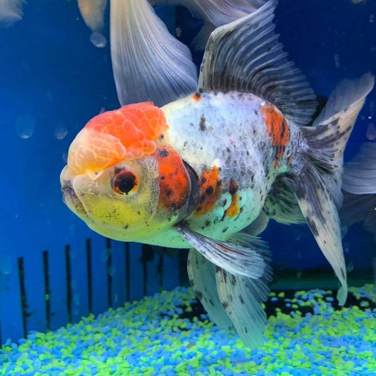 Calico Oranda goldfish 4"