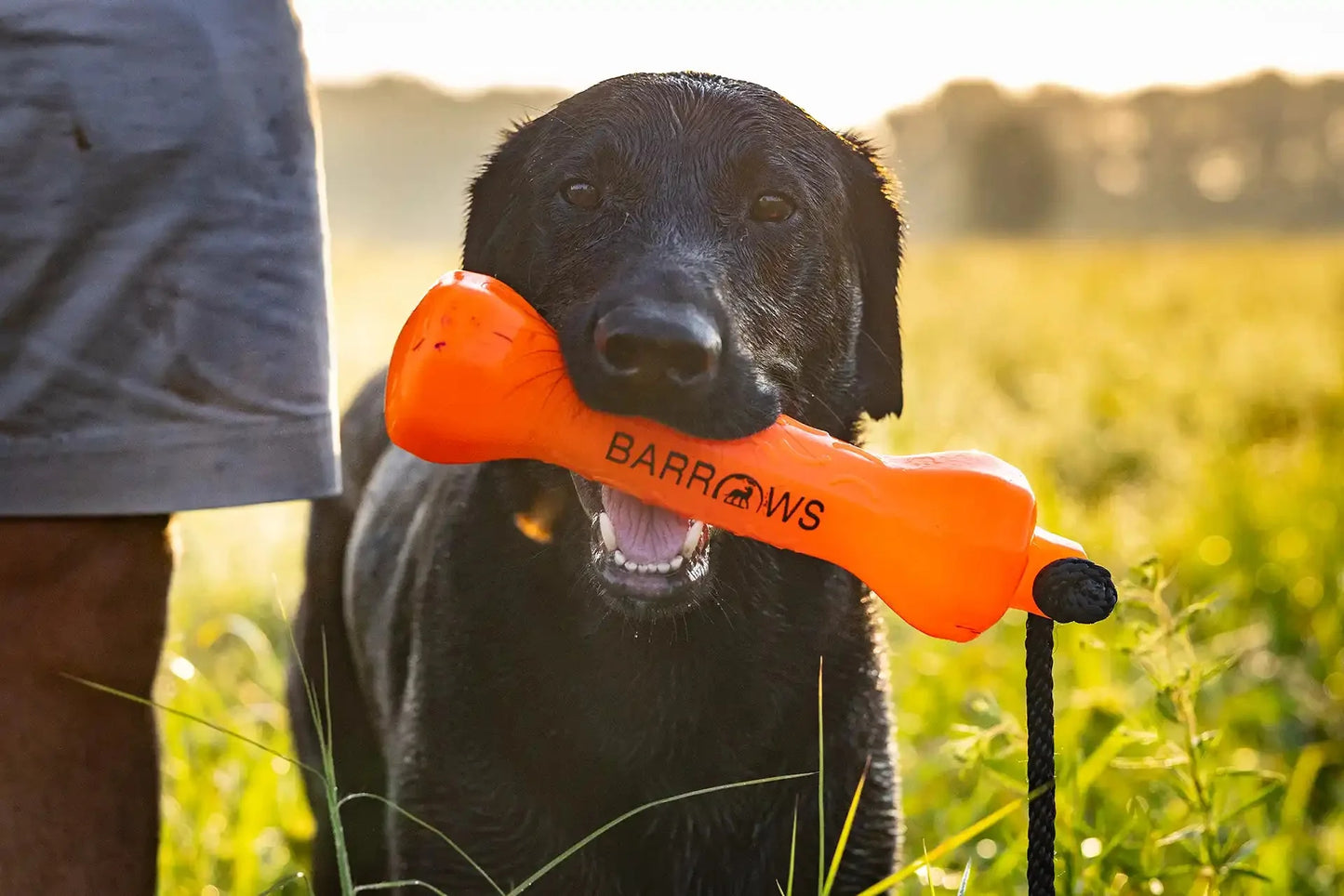 Barrows Training Bumper Pack - Orange | Purrfect Pet Kingdom