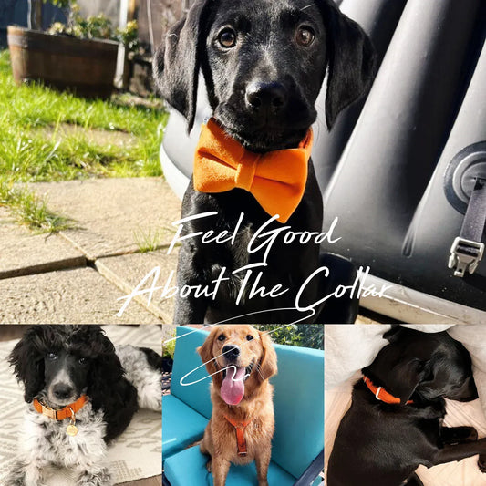 Custom Orange Velvet Dog Collar and Leash Set for Modern Pu