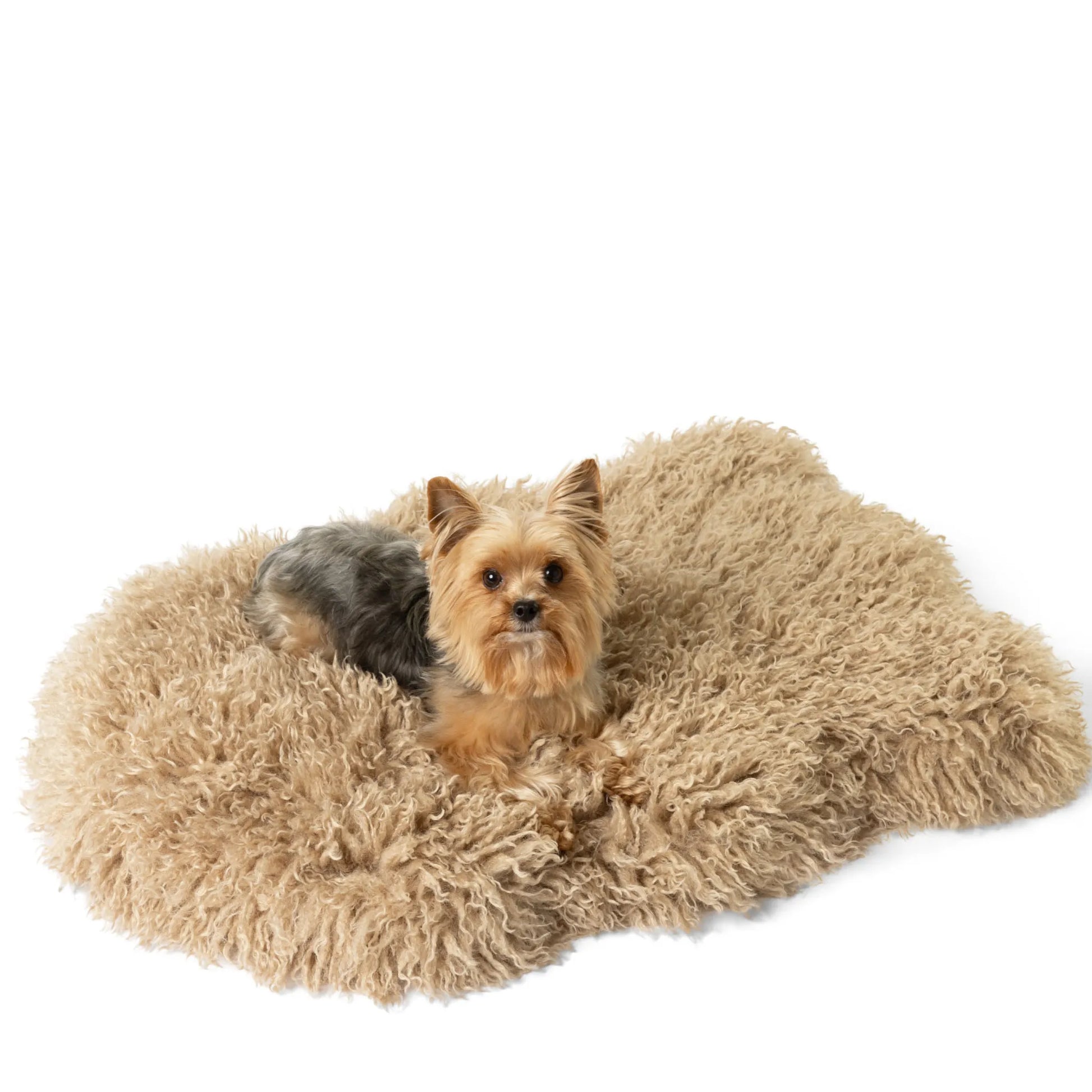 Paw.com - PupRug® Luxe Faux Fur Orthopedic Dog Bed -  Plush Sheep Tan - Dog Beds