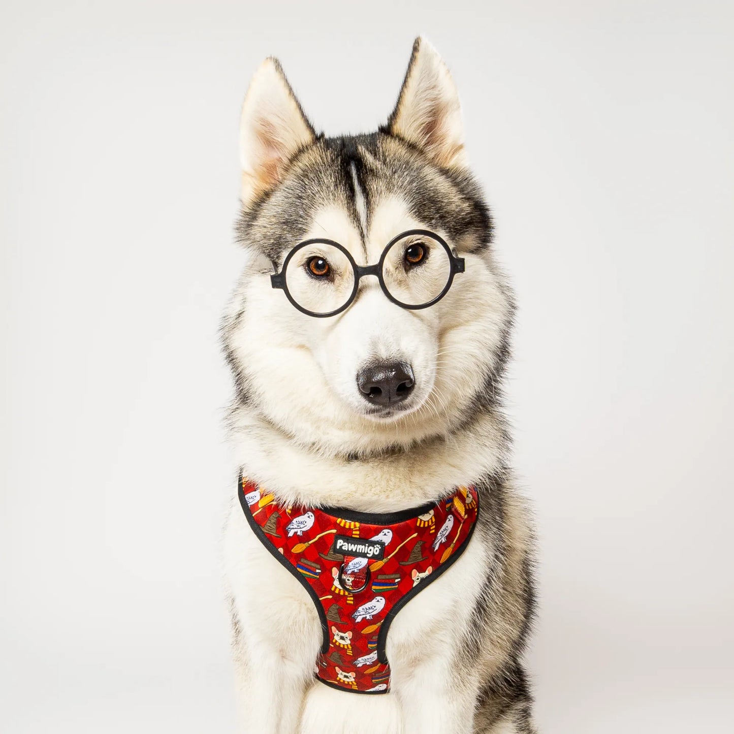 Pawgwarts Everyday Adjustable No-Pull Dog Harness by Purrfect Pet Kingdom in vibrant color, available in XS, S, and M sizes.