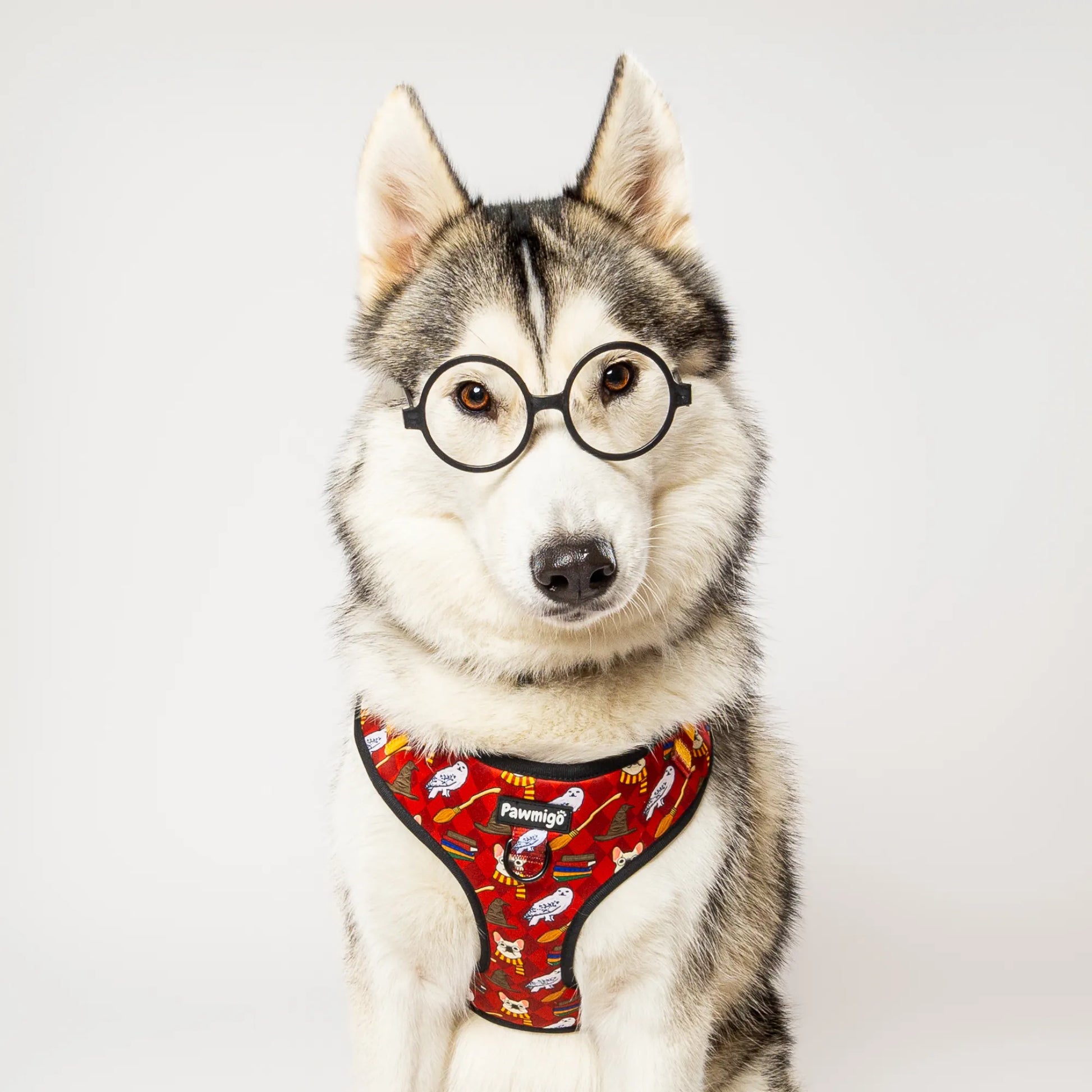 Pawgwarts Everyday Adjustable No-Pull Dog Harness by Purrfect Pet Kingdom in vibrant color, available in XS, S, and M sizes.