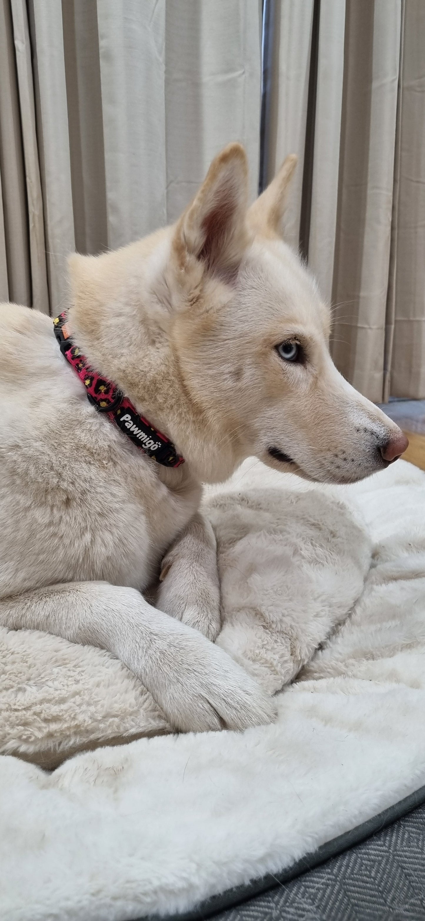 Stylish Pawmigo 90s style pet collar on a white dog lounging on a cozy pet bed
