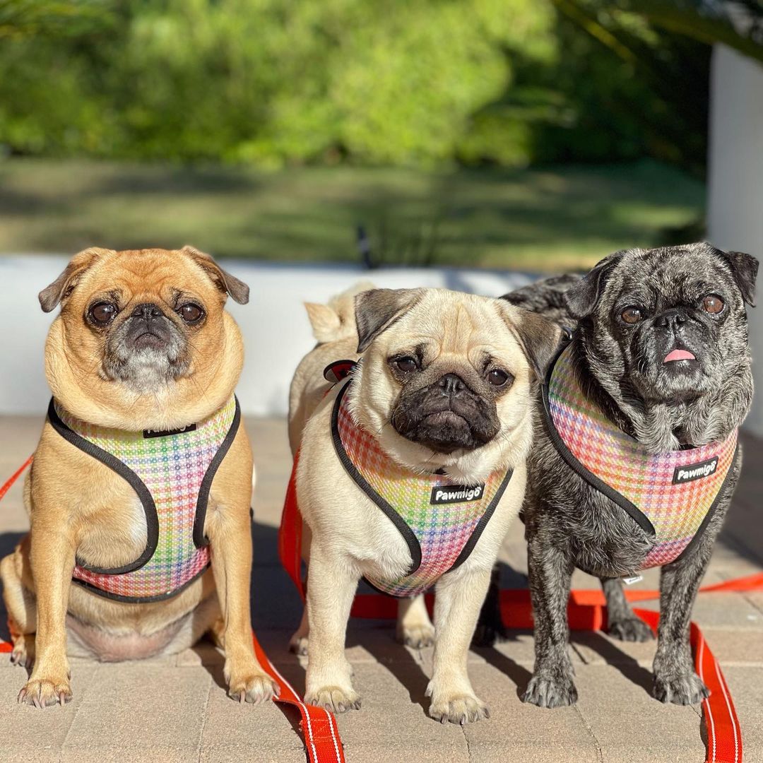 Frootie Patootie Reversible Harness - Reversible Harness - Pawmigo