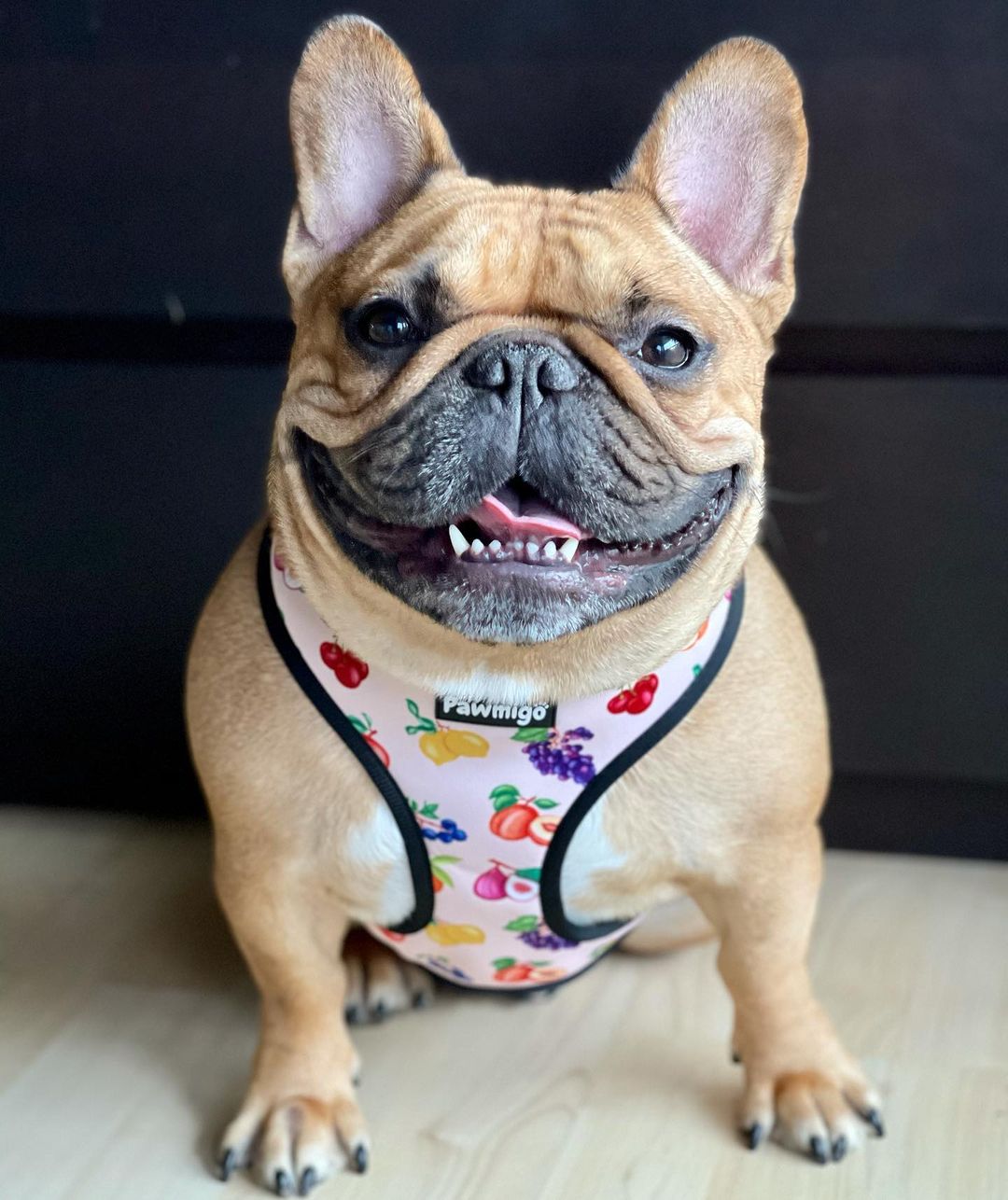 Frootie Patootie Reversible Harness - Reversible Harness - Pawmigo