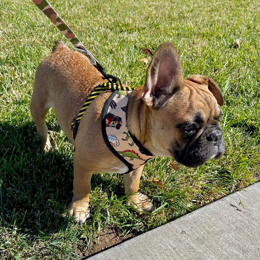 Jurassic Bark Leash Kit Dog Leash | Purrfect Pet Kingdom