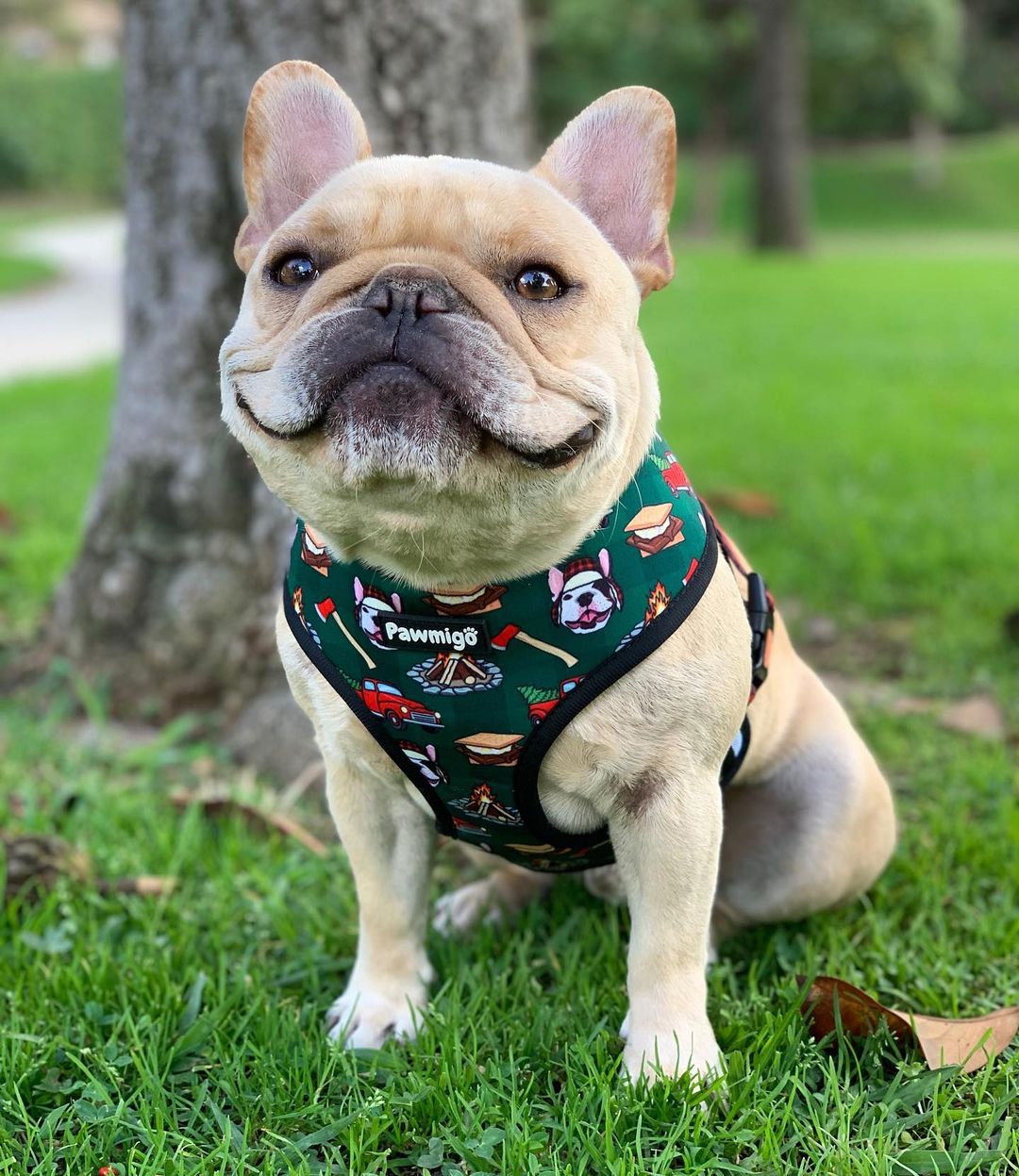 Lumbersnack Reversible Harness - Reversible Harness - Pawmigo