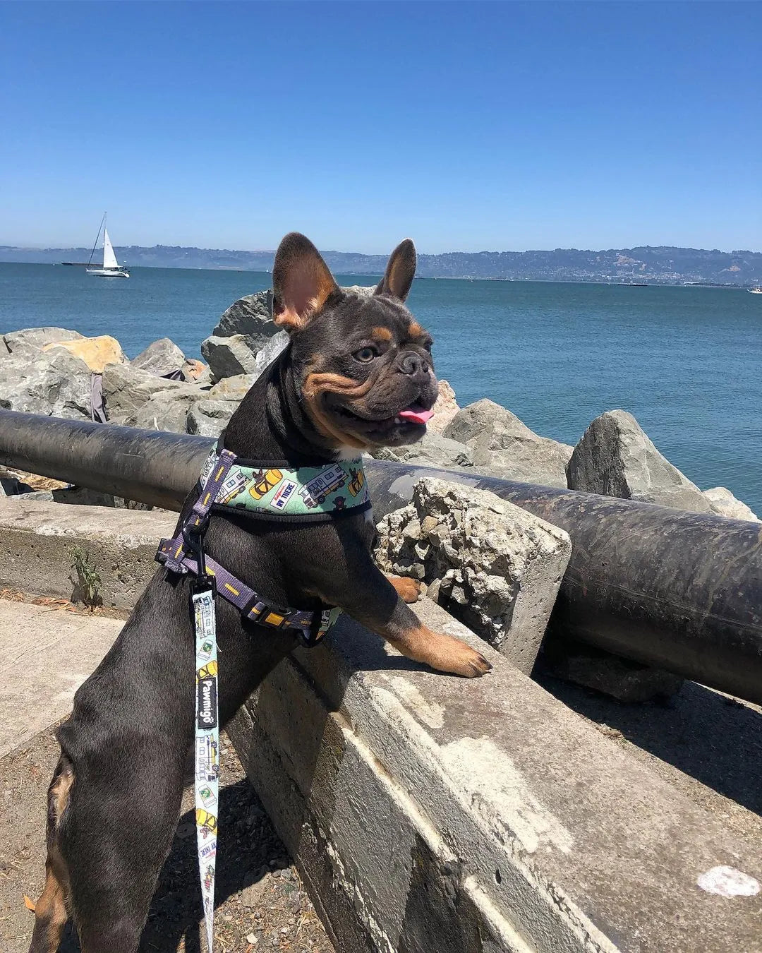 Pawmigo - Muddy Paws Leash Kit - Leashes