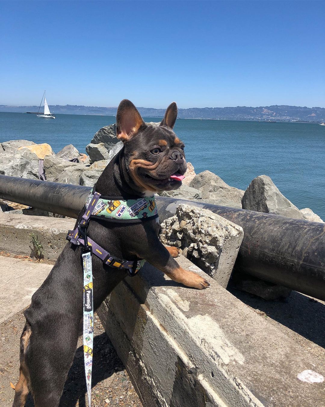 Muddy Paws Reversible Harness - Reversible Harness - Pawmigo