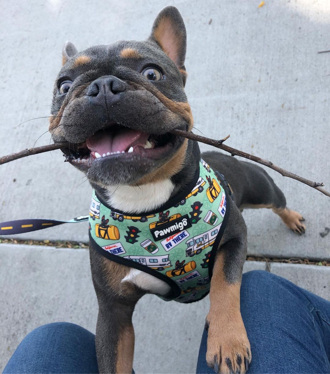 Muddy Paws Leash Kit Dog Leash | Purrfect Pet Kingdom