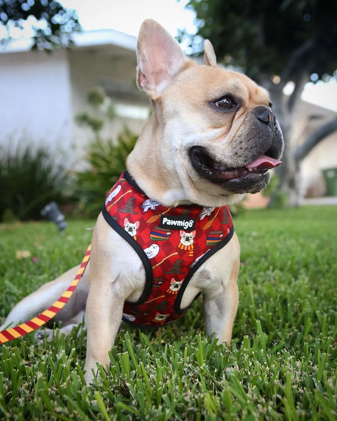 Pawmigo - Pawgwarts Leash Kit - Dog Leashes