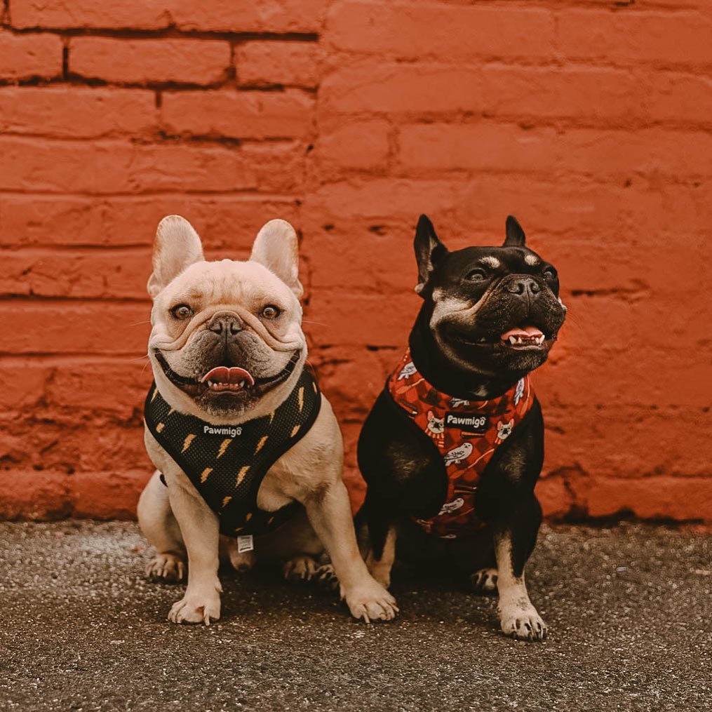 Pawgwarts Reversible Harness - Reversible Harness - Pawmigo