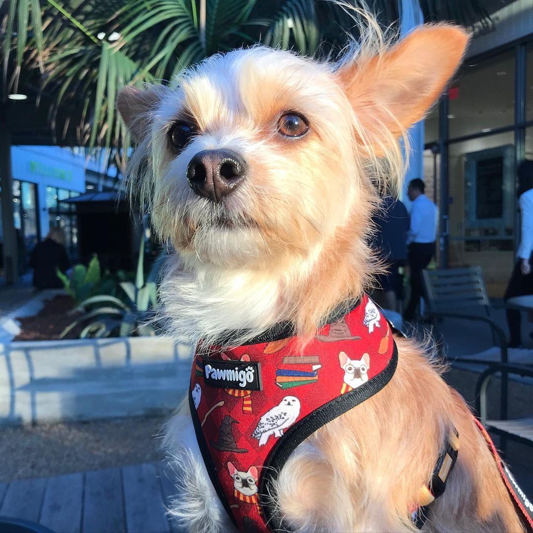 Pawgwarts Reversible Harness - Reversible Harness - Pawmigo