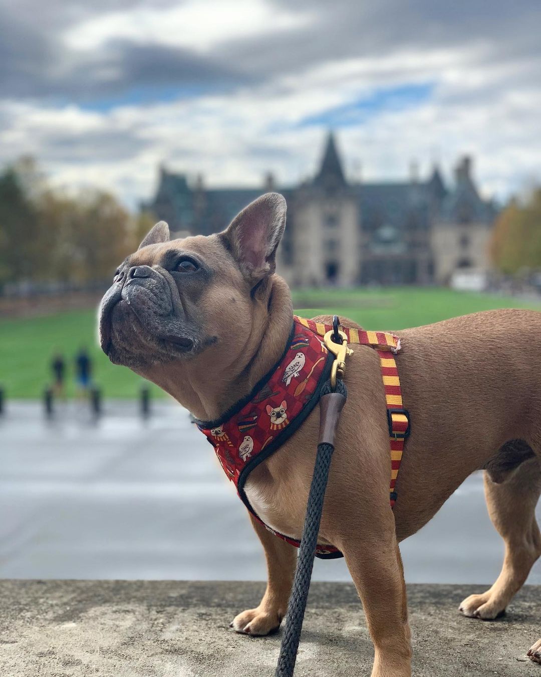 Pawgwarts Reversible Harness - Reversible Harness - Pawmigo