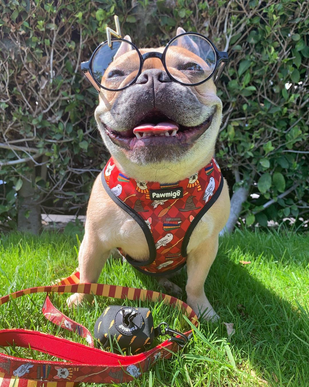Pawgwarts Reversible Harness - Reversible Harness - Pawmigo