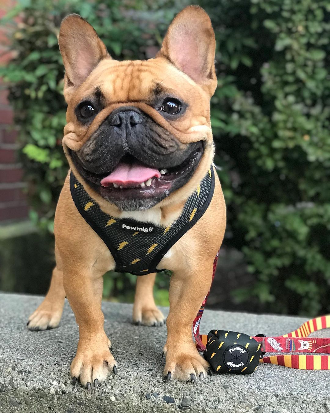 Pawgwarts Reversible Harness - Reversible Harness - Pawmigo