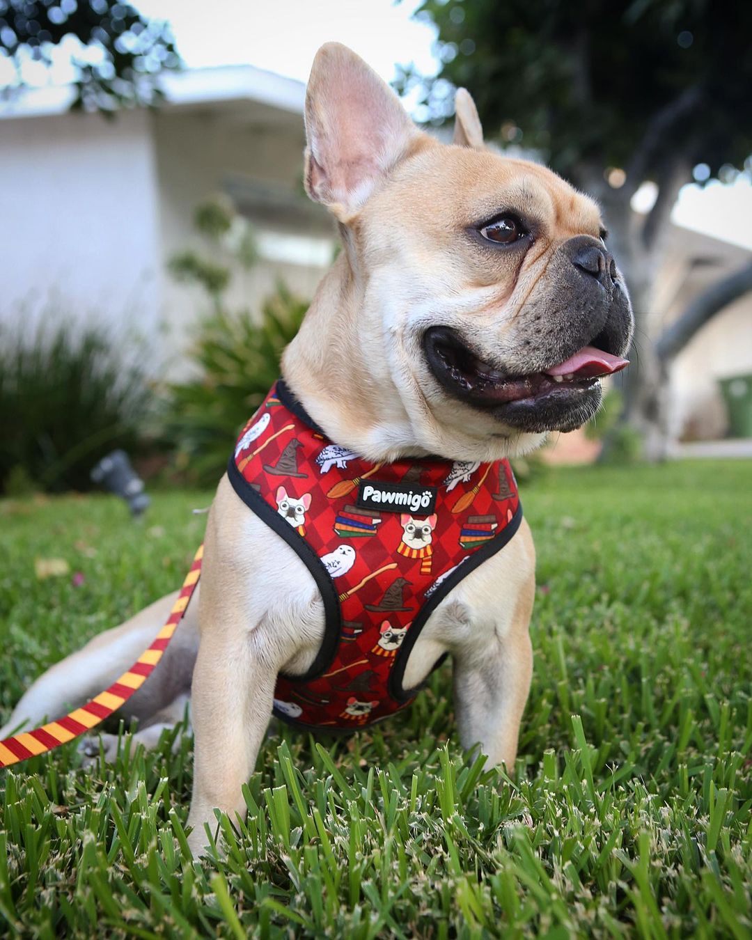 Pawgwarts Reversible Harness - Reversible Harness - Pawmigo