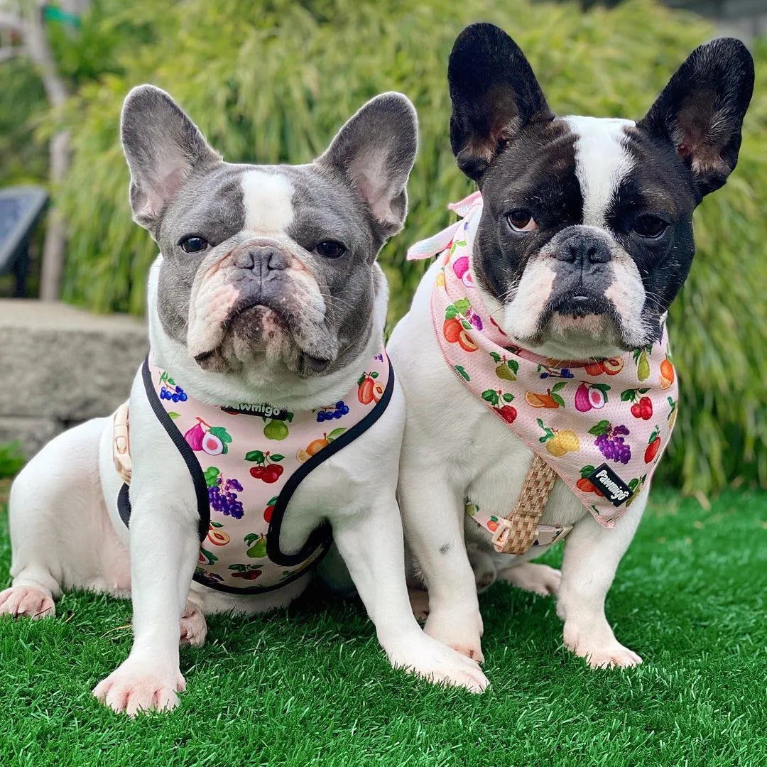 Pawmigo - Pawmigo Reversible Harness Frootie Patootie Dog Accessories - Reversible Harness