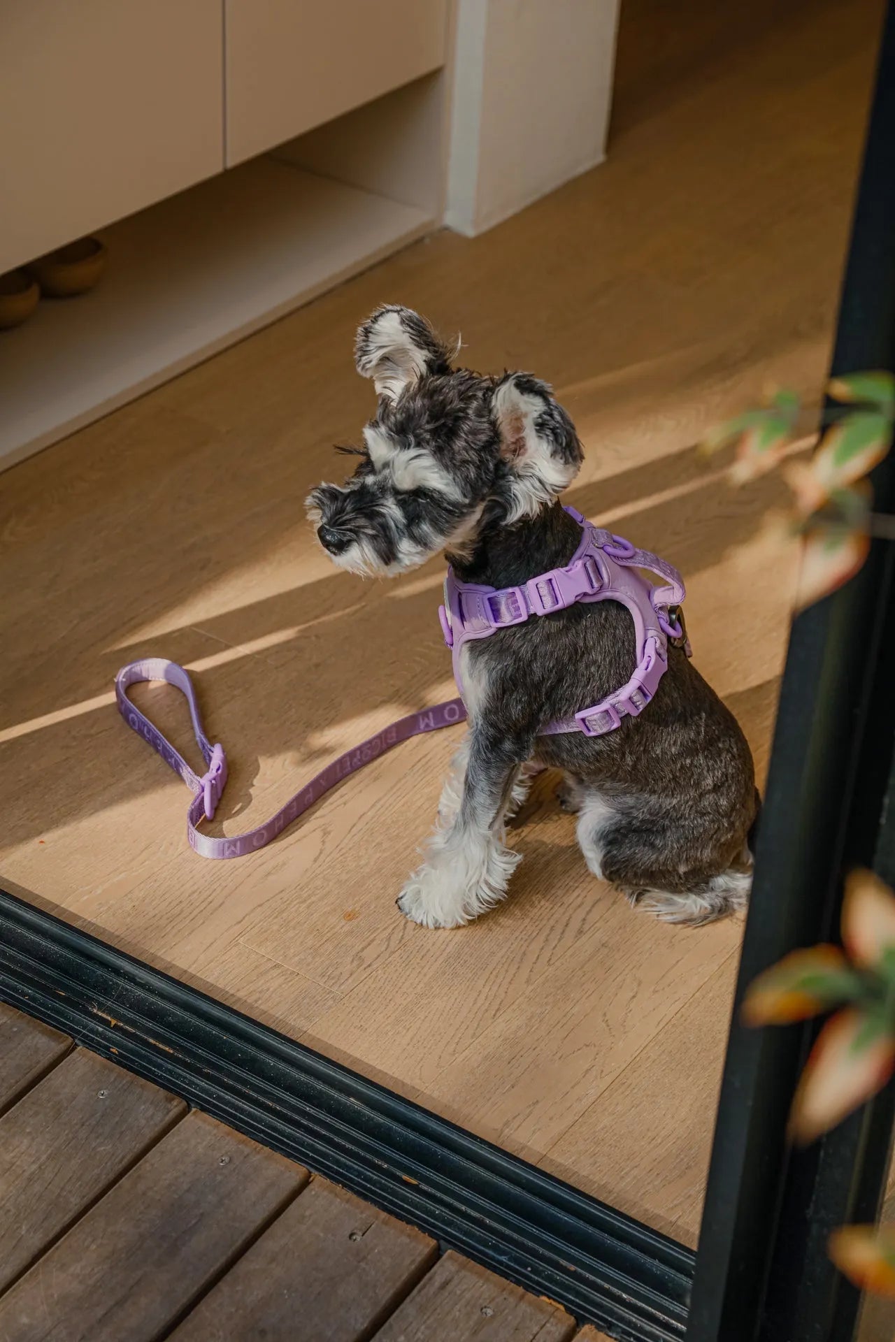 Purple Pehom Reflective No Pull Dog Harness by pehomnyc, adjustable, available in XS, S, M sizes, perfect for Shopify Coll...