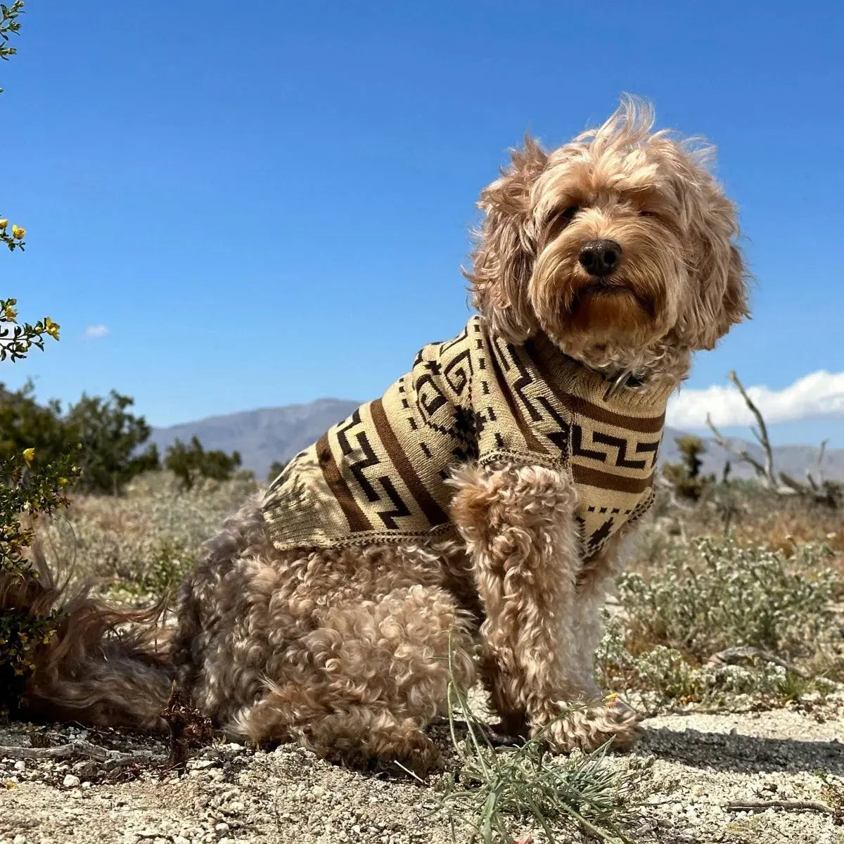 Stylish Pendleton dog sweater for outdoor adventures, perfect for keeping your dog warm and fashionable