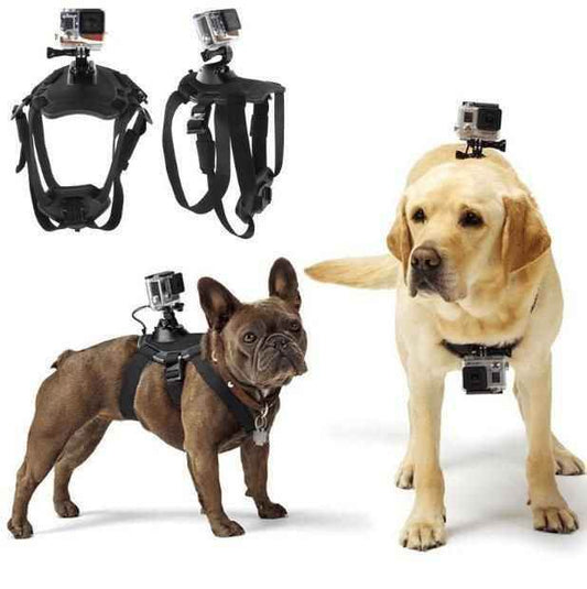 Adjustable no-pull harnesses from Purrfect Pet Kingdom with mounted pet adventure camera gear on dogs