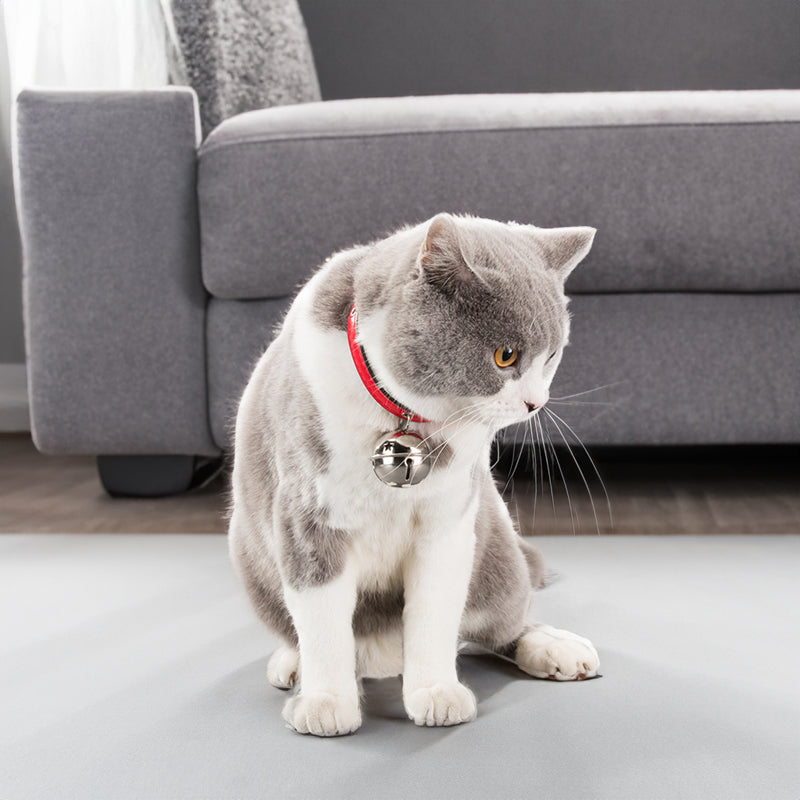Gray cat wearing a red pet collar accessories with bone design and a bell for added safety