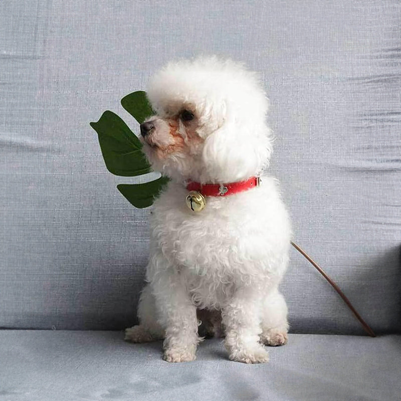 White fluffy dog wearing a red pet collar accessories with bone design for stylish pet owners