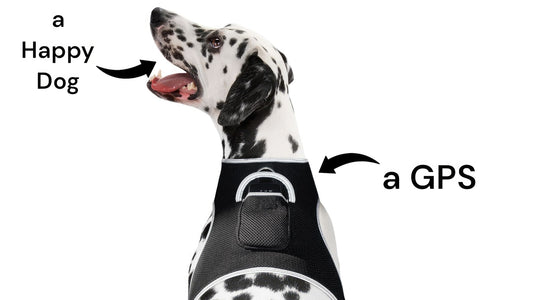 Purrfect Pet Kingdom Pet GPS Tracker for Dogs Collar Default Purrfect Pet Kingdom