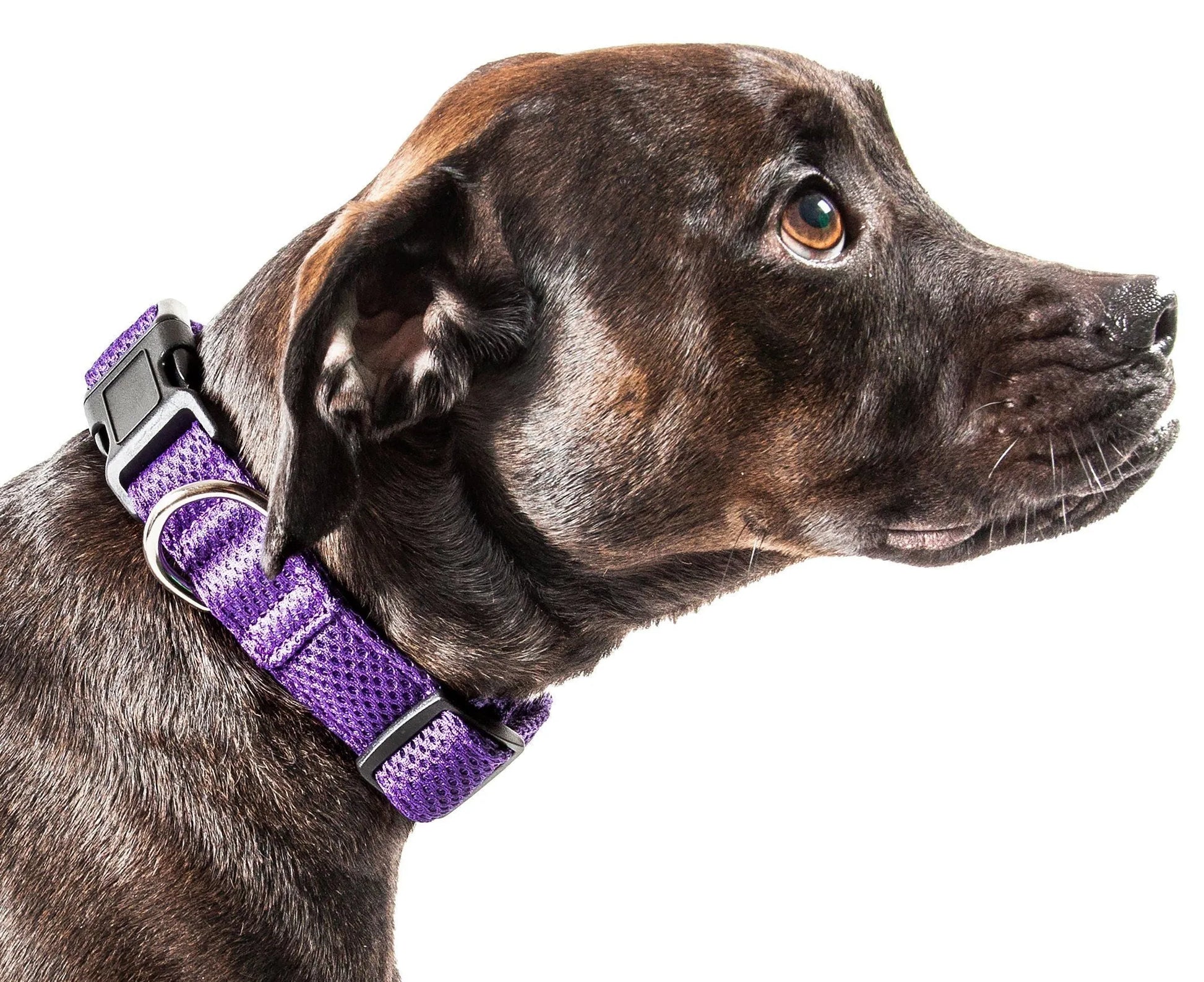 Pet Life - Aero Mesh Dual-Sided Breathable Adjustable Dog Collar Size - Collars, Harnesses and Leashes