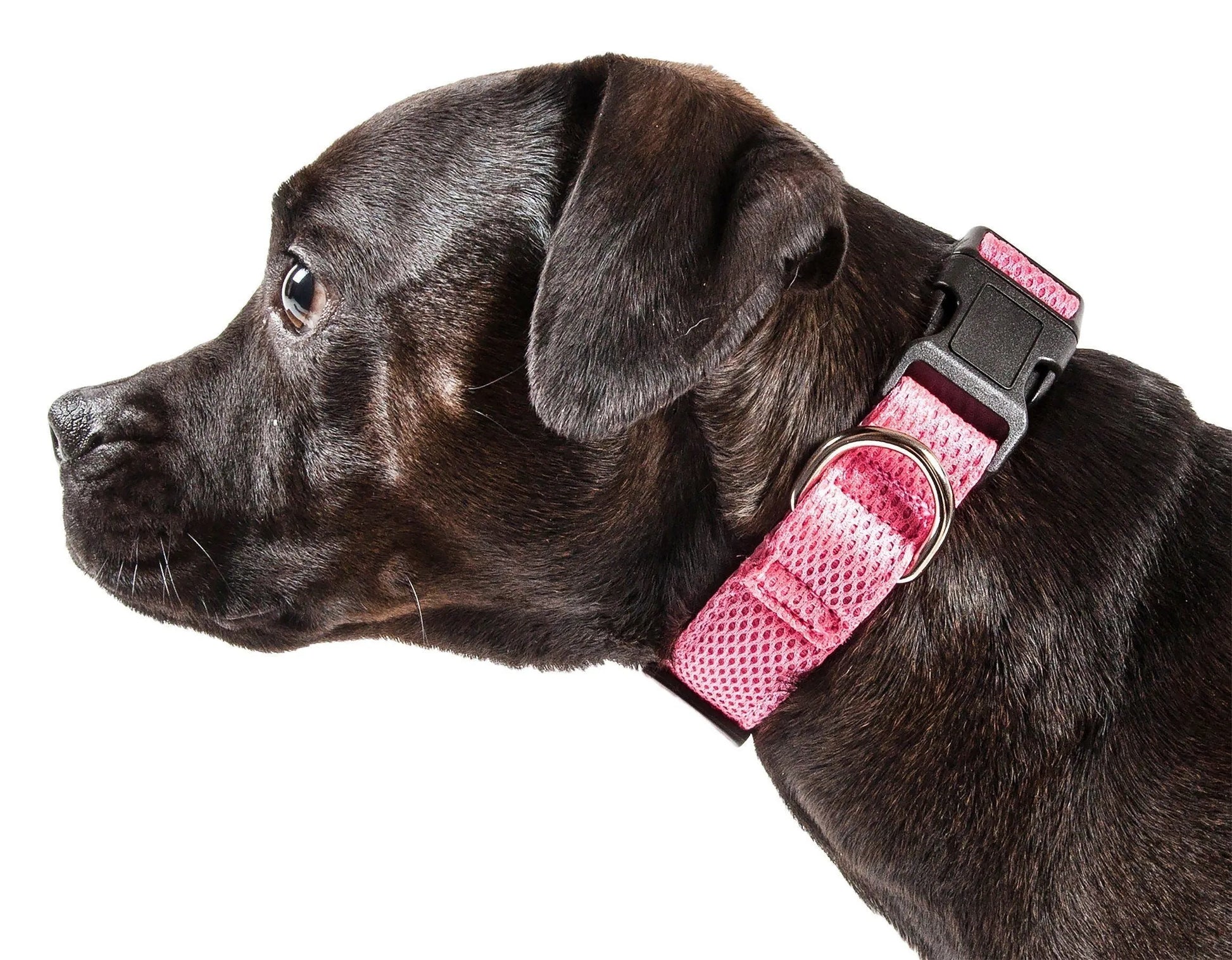 Pet Life - Aero Mesh Dual-Sided Breathable Adjustable Dog Collar Size - Dog Collars