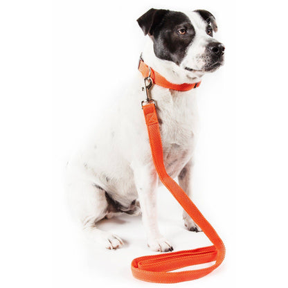 Aero Mesh 2-in-1 Adjustable Dog Leash and Collar Set Items