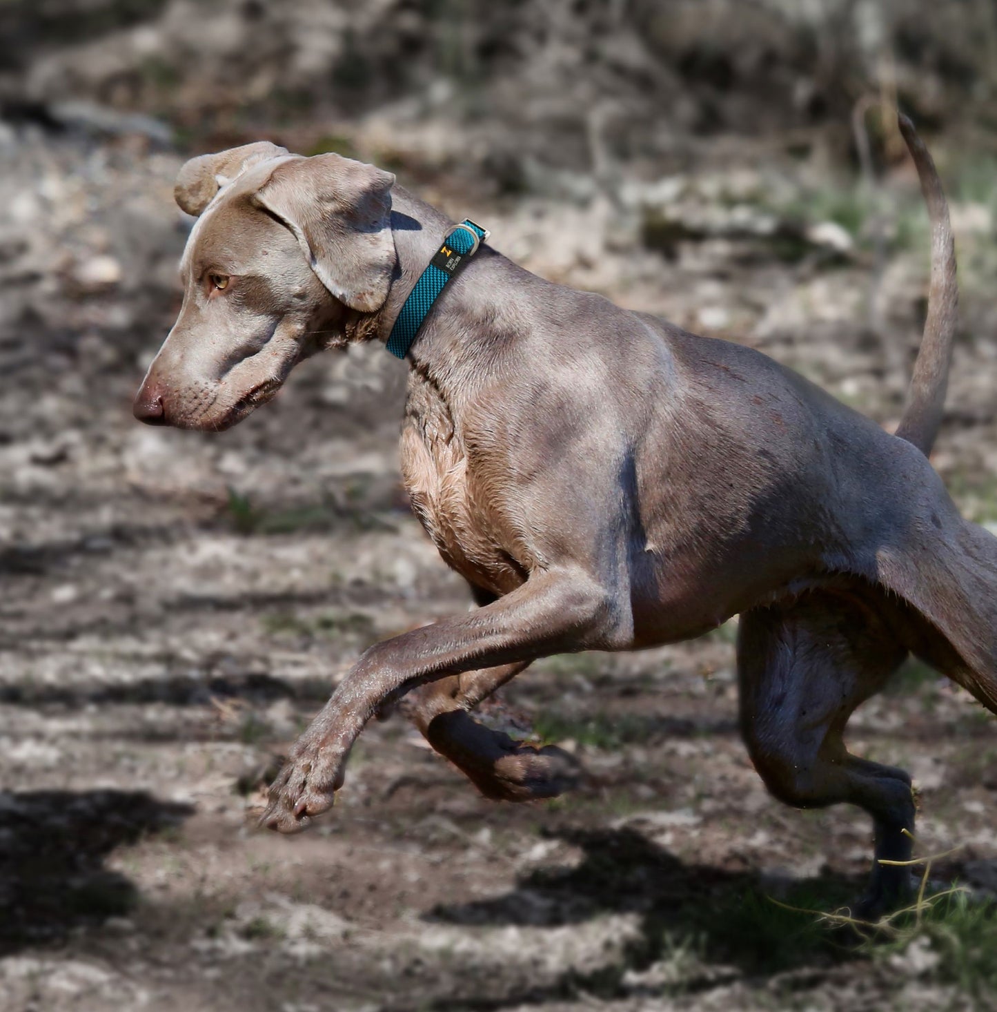 Pet Life ® 'Escapade' Outdoor Series 2-in-1 Convertible Dog Leash and Collar