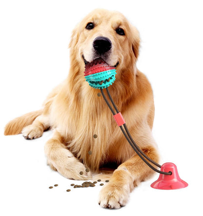Golden Retriever with Pet Life Interactive Treat Orb. Teal and red rubber ball on rope with a red suction cup base.