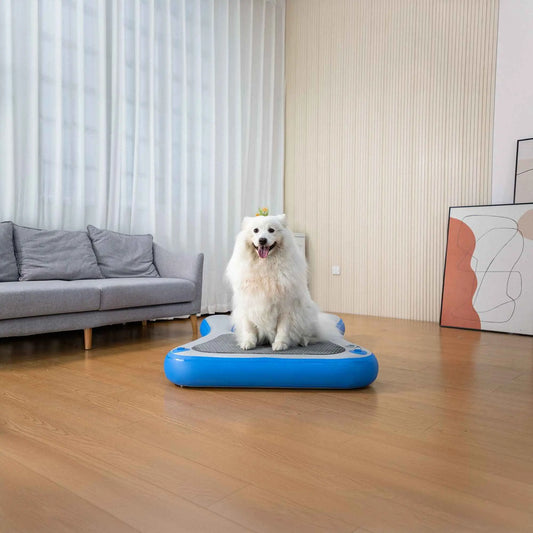 Purrfect Pet Kingdom Pet Water Ramp with High Weight Capacity As Picture Purrfect Pet Kingdom
