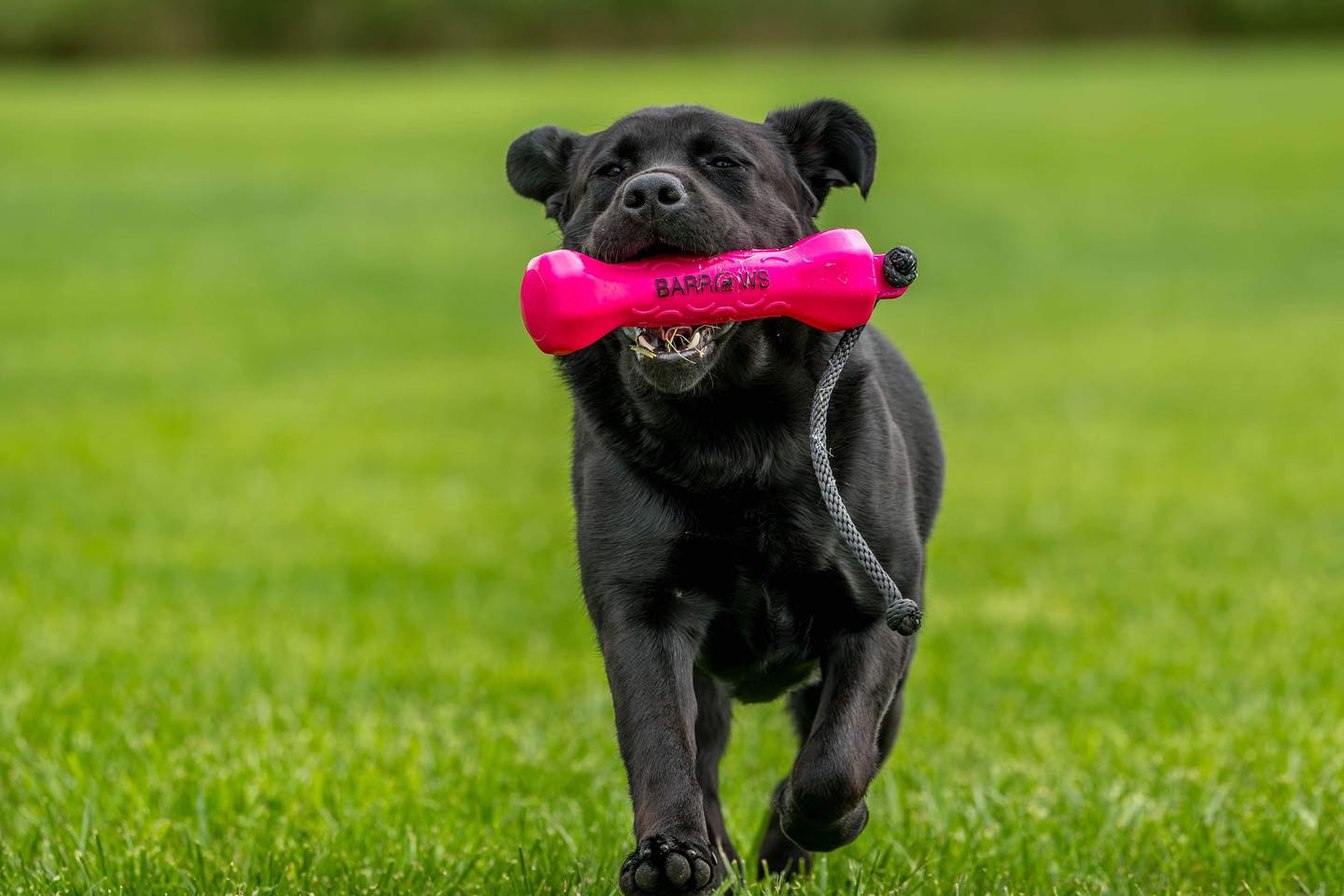 Barrows Training Bumper - Pink | Purrfect Pet Kingdom