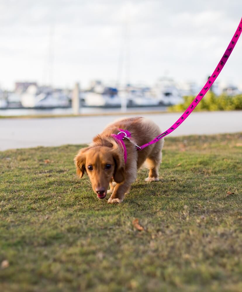 Dog Leash Pink Leash by EcoBark Padded Comfort Grip Leash - gallery product image for dog leash