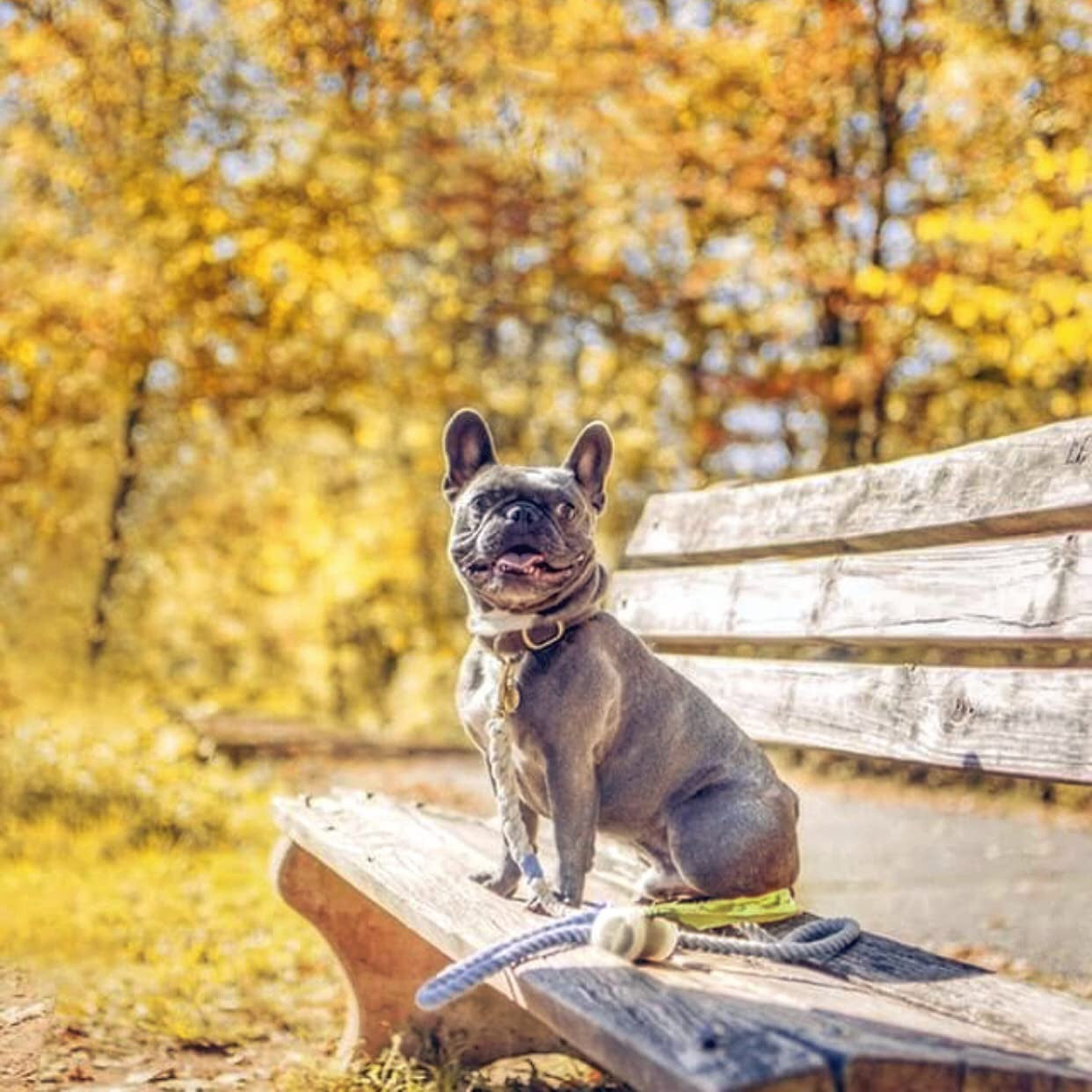 Purrfect Pet Kingdom dog poop bags bulk 150 count for convenient pet waste disposal and eco-friendly use